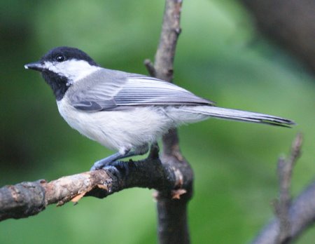 Chickadee