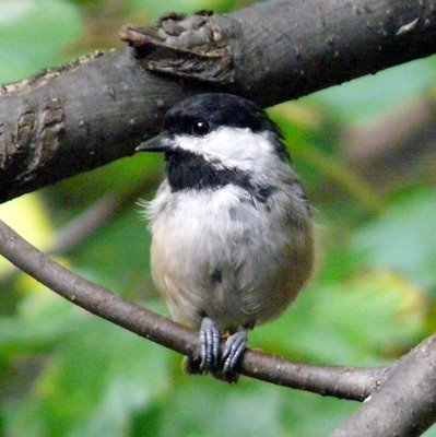 Chickadee