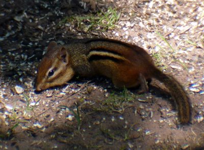 Chipmunk