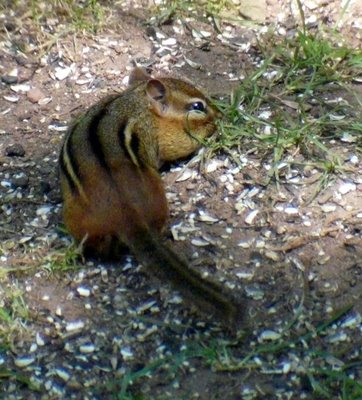 Chipmunk