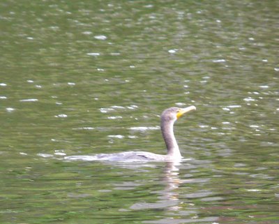 cormorant