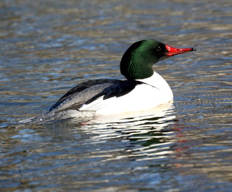 Male Common Merganser