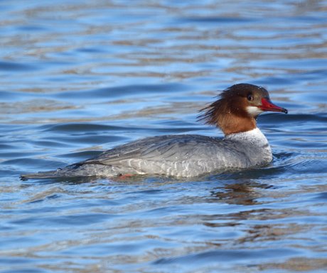 Female Common Merganser