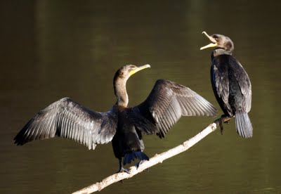 Double-crested Cormorants