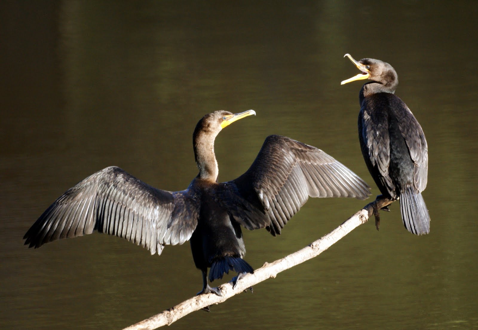 Cormorant-773041.JPG