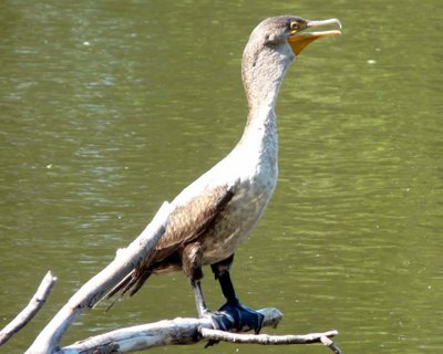 Juvenile Double-crested cormorant