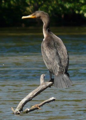 Cormorant