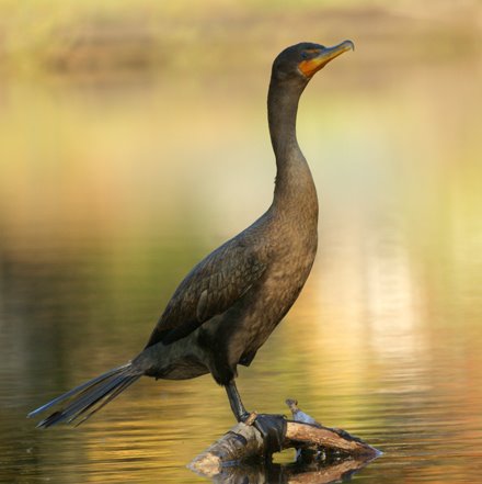 Cormorant