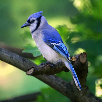 Blue Jay