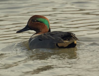 Cinnamon Teal