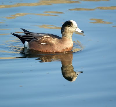 American Widgeon, 