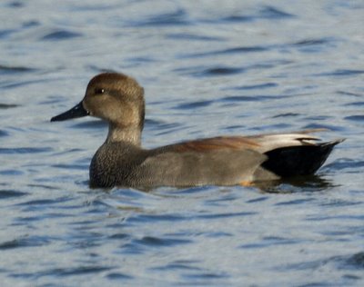 Gadwall