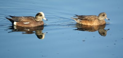 American Widgeon, 