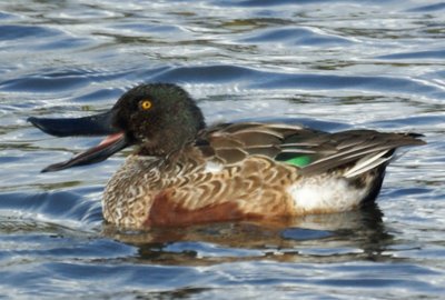 Northern Shoveler