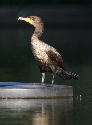 Cormorant