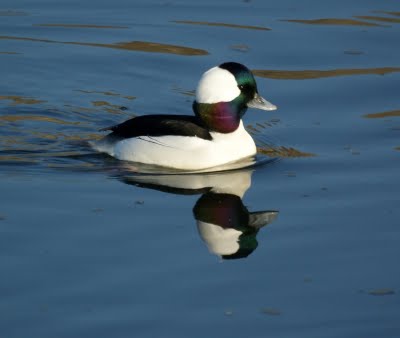 Male Bufflehead