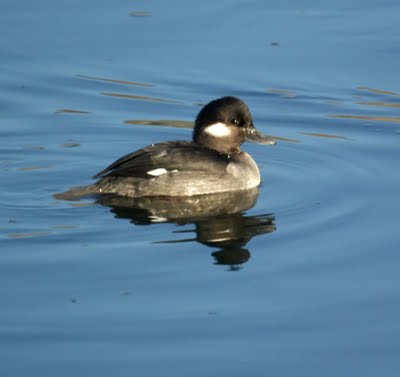 Female Bufflehead