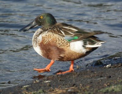 Male Northern Shoveler