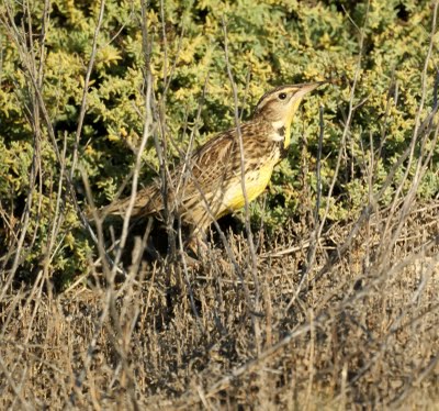  Western Meadowlark, 