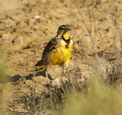  Western Meadowlark, 