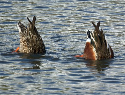 Northern Shovelers