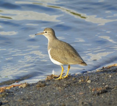 Spotted Sandpiper