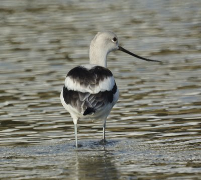 American Avocet