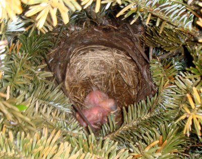 Baby Robins