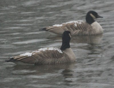 Snow Accumulating on Canada Geese