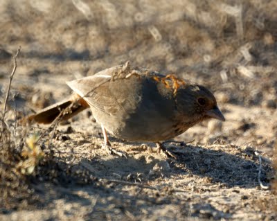 California Towhee