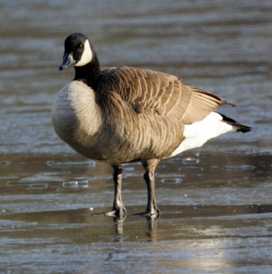 Canada Goose walking on thin ice