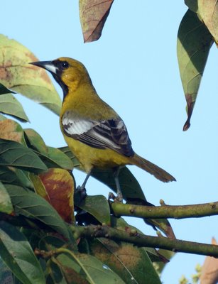 Jamaican Oriole