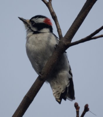 Downy Woodpecker