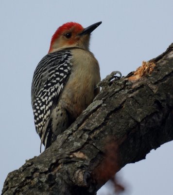 Red Bellied Woodpecker