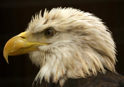 Bald Eagle,