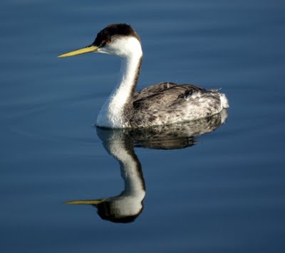 Grebe