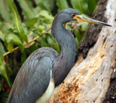 Tricolored heron