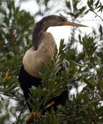 Anhinga