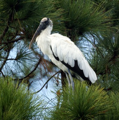 Wood Stork