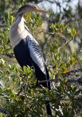 Anhinga in tree