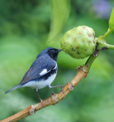 Black-throated blue warbler