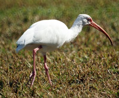 White Ibis 