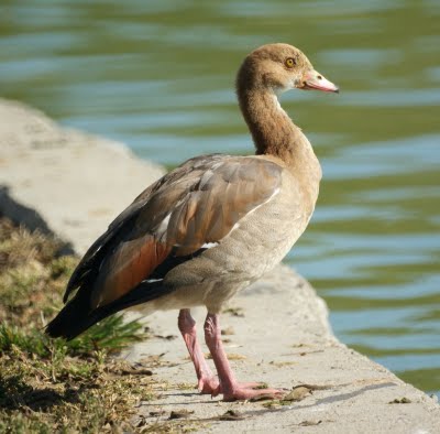 Egyptian Goose