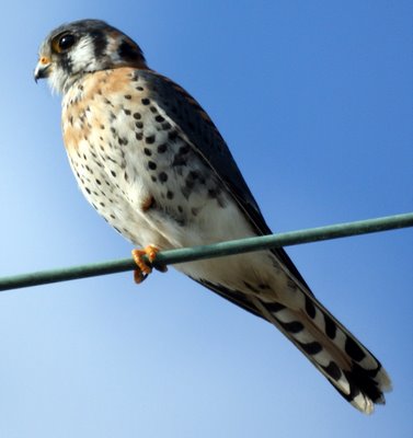 Kestrel