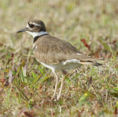 Killdeer