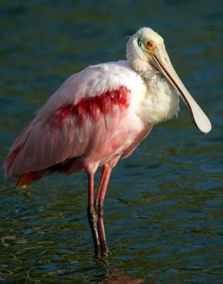 Roseate Spoonbill