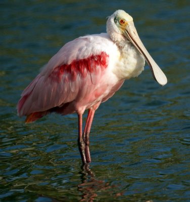 Roseate Spoonbill