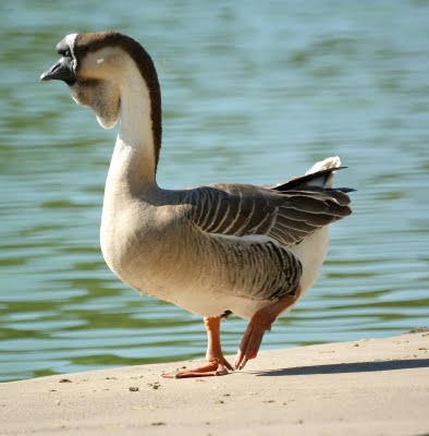 Chinese Goose