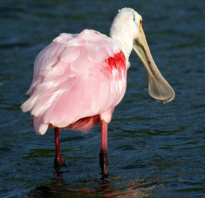 Roseate Spoonbill