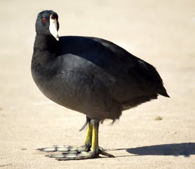 American Coot